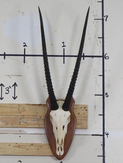GEMSBOK Euro Mount Skull with Removable Horns