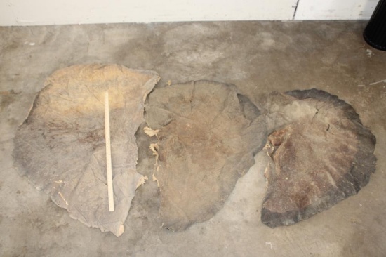 (3) African ELEPHANT Ear Skins (ONE$)