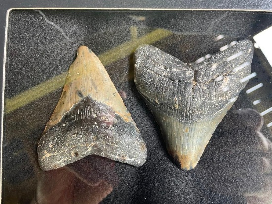 (2) Large MEGALODON SHARK Teeth Fossils in a Glass Display Case (ONE$)