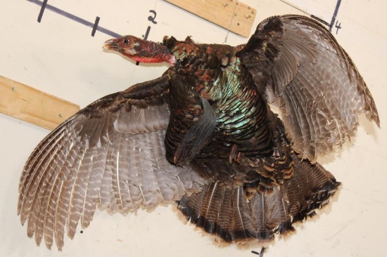 Life-sized Flying TURKEY with a Hook to Hang from the Ceiling