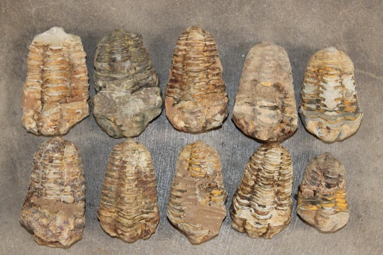 (10) TRILOBITE Fossils from Morocco (ONE$)