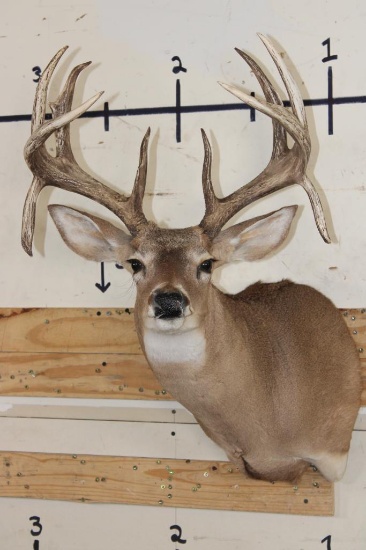 10-Point WHITETAIL DEER Shoulder Mount with Drop Tines