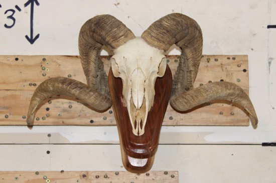 CORSICAN RAM Skull on a Wooden Wall Pedestal