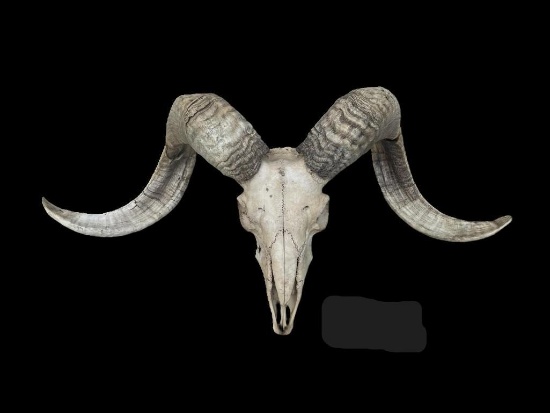 TEXAS DALL RAM Skull and Horns