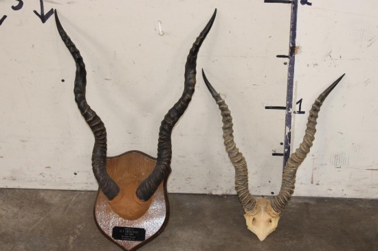 (2) Sets of BLACKBUCK Horns (ONE$)