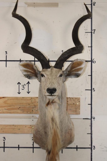 Big KUDU Shoulder Mount with Removable Horns