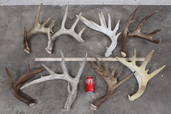 (8) WHITETAIL DEER Antler Sheds (ONE$)