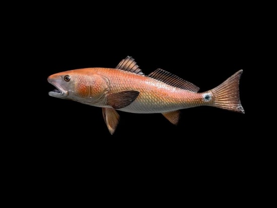 *New* Reproduction RED FISH Mount
