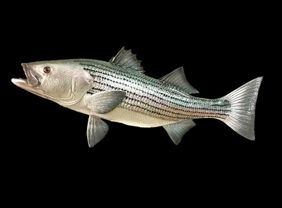 *New* Reproduction STRIPED BASS FISH Mount