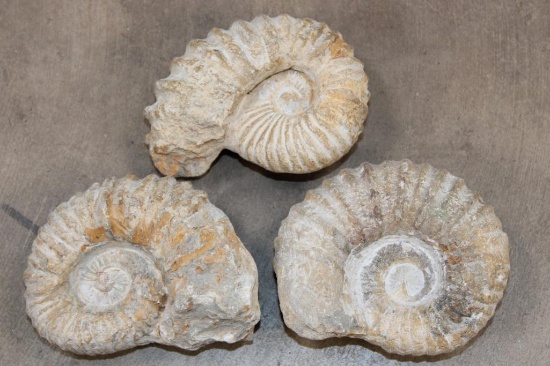 (3) AMMONITE FOSSIL Specimens from Morocco (ONE$)