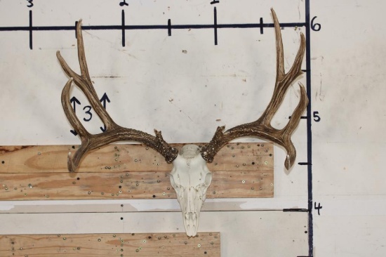 Full Reproduction MULE DEER Skull with Reproduction Antlers