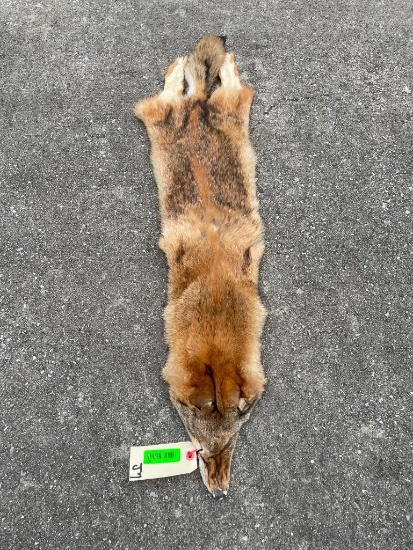*New* Large Tanned COYOTE Hide