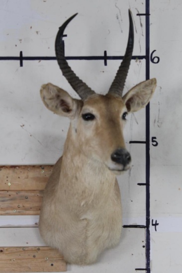 REEDBUCK Shoulder Mount