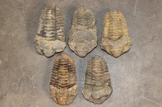 (5) TRILOBITE Fossil Specimens from Morocco (ONE$)