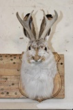 JACKALOPE Shoulder Mount with Real Antlers on a Wooden Plaque