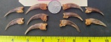 (10) XXL North American BADGER Claws (ONE$)