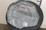 Fossilized PETRIFIED WOOD Slice
