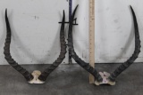 (2) Sets of IMPALA HORNS on Skull Caps (ONE$)
