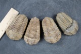 (4) Trilobite 