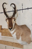 PRONGHORN Shoulder Mount