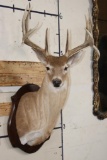 11-Point WHITETAIL DEER Shoulder Mount with a Drop Tine on a Wooden Plaque