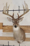 Big 12-Point WHITETAIL DEER Shoulder Mount