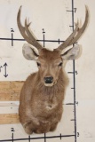 RUSA DEER Shoulder Mount