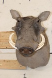 WARTHOG Shoulder Mount