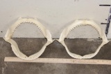 (2) Big SHARK Jaws (ONE$)