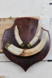 WARTHOG Tusks on a Wooden Plaque