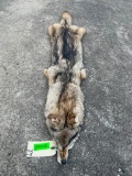 *New* Large Tanned Western COYOTE Hide with Heavy Fur