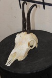 CHAMOIS Skull with All its Teeth