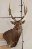 SIKA DEER Wall Pedestal
