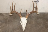 10-Point WHITETAIL DEER Skull with All its Teeth
