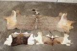 (1) KUDU Back Hide, (1) BLACKBUCK Back Hide, and (1) SPRINGBOK Back Hide (ONE$)