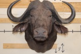 CAPE BUFFALO Shoulder Mount