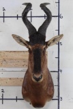 RED HARTEBEEST Shoulder Mount