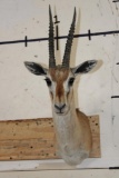 THOMSON'S GAZELLE Shoulder Mount