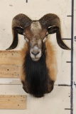 CORSICAN RAM Shoulder Mount