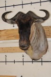 WHITE BEARDED GNU Shoulder Mount