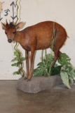 Life-sized RED DUIKER on a simulated Rock and Plant Base