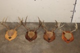 (4) Mounted WHITETAIL DEER Antler Racks on Wooden Plaques (ONE$)