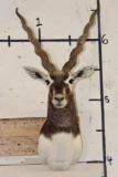 BLACKBUCK Shoulder Mount