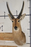 XL REEDBUCK Shoulder Mount
