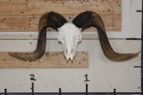 CORSICAN Sheep Skull with All its Teeth