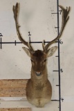 CHOCOLATE FALLOW DEER Shoulder Mount
