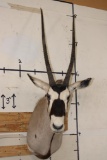 Big GEMSBOK Shoulder Mount