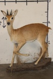 Life-sized ORIBI on a simulated Rock Base