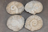(4) AMMONITE FOSSIL Specimens from Morocco (ONE$)