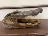Large ALLIGATOR Head with All its Teeth and Glass Eyes